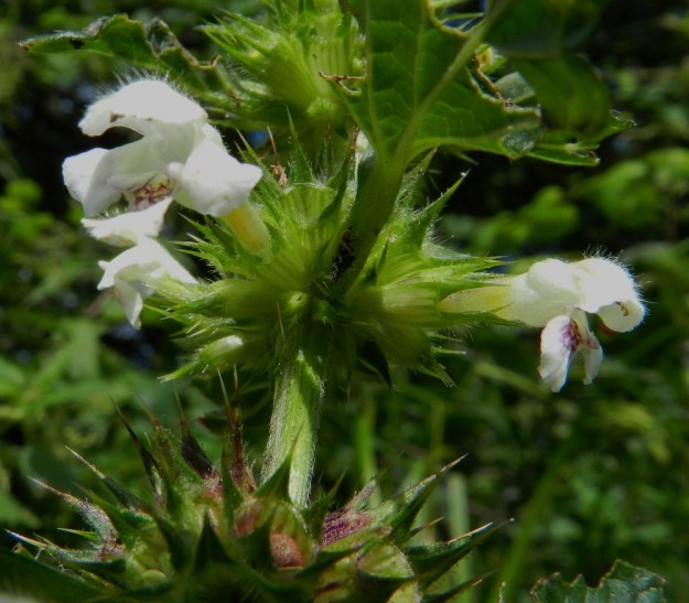 Galeopsis tetrahit - karheapillikkeen teriö voi joskus olla alahuulta lukuun ottamatta myös aivan valkoinen. Verhiö on kellomainen, säteittäisesti viisiliuskainen ja selväsuoninen sekä tavallisesti noin 12-14 mm pitkä. Liuskat ovat jäykät, kapeat ja otakärkiset. Ulompien kukkien tyvellä olevat esilehdet ovat kapean kolmiomaiset ja otapäiset sekä yleensä noin 5-10 mm pitkät. EH, Tampere, Tahmela, uimarannan laiteen kookkaan kynäjalavan, Ulmus laevis, vierusta, 6.8.2012. Copyright Hannu Kämäräinen.