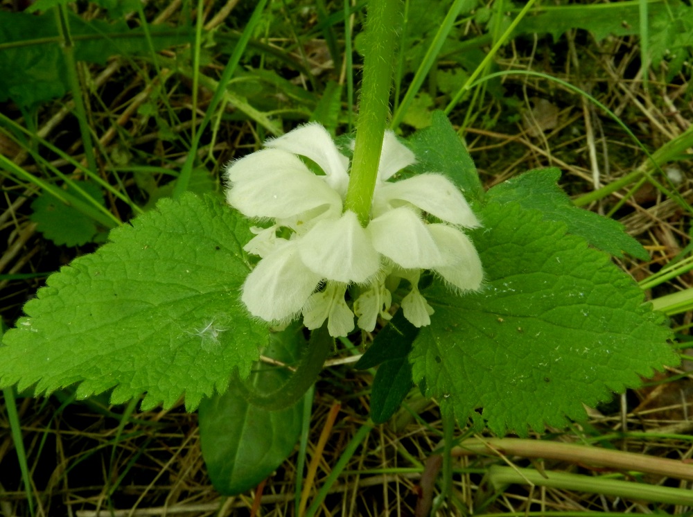 Lamium album - valkopeipin kukinnon valekiehkura voi näyttää äkkiä katsottuna kuin yhdeltä moniosaiselta kukalta. Sen tiivis olomuoto synnyttää pölyttäville hyönteisille voimakkaamman, houkuttelevan näköaistimuksen. Todellisuudessa valekiehkura muodostuu kahdesta tiiviisti vastakkaisesta ja lähes perättömästä kukkaryhmästä. Valekiehkurassa on kerrallaan kukassa yleensä 6-9 kukkaa. EH, Hämeenlinna, Keinusaari, Varikonniemi, rata-alueen laitaniitty, 9.6.2012. Copyright Hannu Kämäräinen.