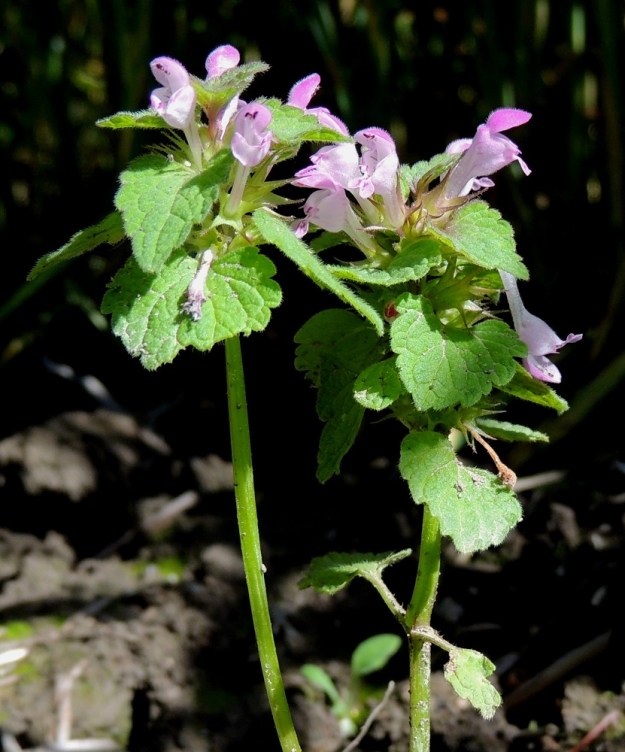 Lamium purpureum - punapeipin teriö on nimensä mukaisesti punainen tai toisinaan vaaleanpunainen, vaalean sinipunainen tai jopa lähes valkoinen. Se on pitkätorvinen, päästään kaksihuulinen ja tavallisesti noin 10-18 mm pitkä. Torven osuus pituudesta on useimmiten noin 7-10 mm. Verhiön kärkiliuskat eivät yleensä yllä teriön torven ylälaitaan saakka. Lähilajilla, välipeipillä, L. confertum, liuskat yltävät selvästi teriön torvea ylemmäksi. U, Kerava, Imppalanmäki, Kivisillantien eteläpuolen pellonreuna lähellä Keravan kartanoa, 25.7.2015. Copyright Hannu Kämäräinen.