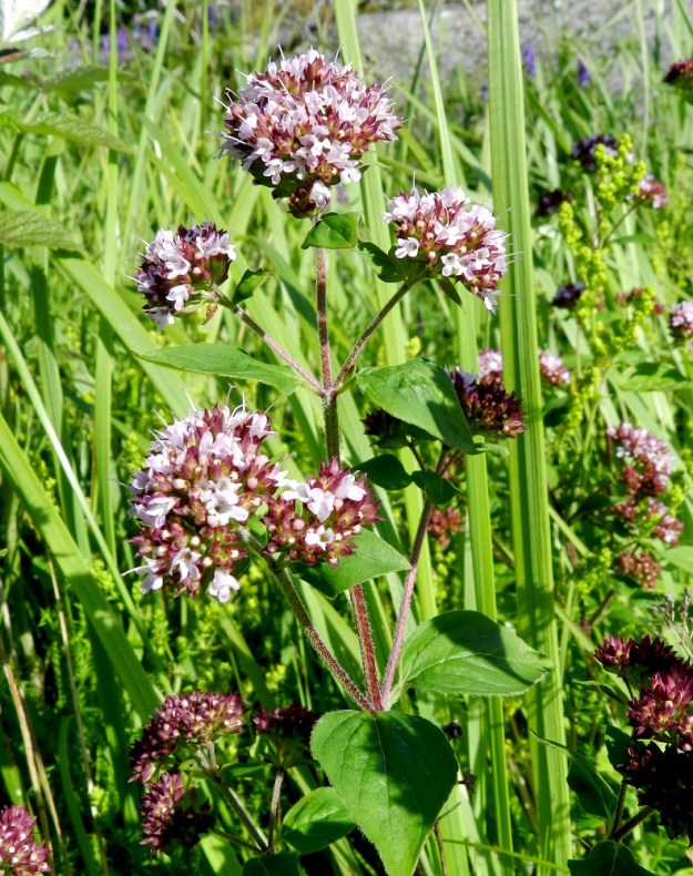 Origanum vulgare - mäkimeiramin kukinto koostuu varren ja haarojen kärjessä olevista, pallomaisista tai puolipallomaisista kerrannaiskukinnoista, jotka ovat läpimitaltaan useimmiten noin 10-30 mm. V, Kemiönsaari, Örö, Södernäbbenin patterikallioniemi, 14.7.2012. Copyright Hannu Kämäräinen.