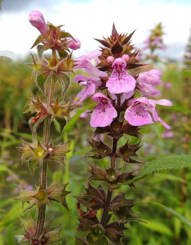 Stachys palustris - peltopähkämö kukkii pitkään. Kukinta etenee alhaalta ylöspäin. Alemmat kukat ovat jo hedelmillä, kun latva vielä kukkii ja kasvattaa uusia kiehkuroita. U, Helsinki, Arabianranta, Toukolan rantapuisto, Vantaanjoen ranta meren läheisyydessä, 10.8.2013. Copyright Hannu Kämäräinen.