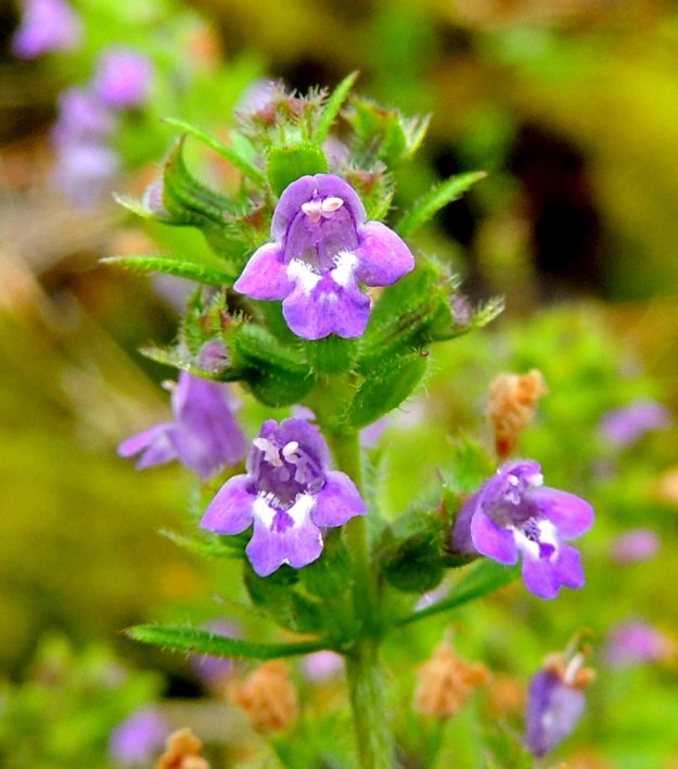 Acinos arvensis - ketokäenmintun teriön ylähuuli on useimmiten lovipäinen ja yleensä noin 1,5 mm pitkä. Alaskääntynyt alahuuli on kärkeä kohti levenevä, päästään pyöreähkö ja lovipäinen tai ehyt sekä tavallisesti noin 2 mm pitkä. Siinä ovat molemmin puolin pienet, pyöreäpäiset ja noin 1 mm pitkät sivuliuskat. ES, Lappeenranta, Mäntylä, Mäntylänmäen luonnonsuojelualue kalkkilouhoksen lähistöllä, metsäisen kalliomäen lakialue, 8.7.2015. Copyright Hannu Kämäräinen.