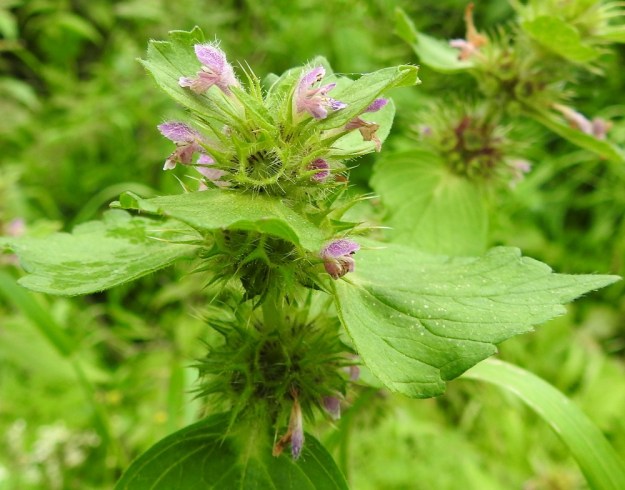 Galeopsis bifida - peltopillikkeen teriö on päästään kaksihuulinen ja tavallisesti noin 12-15 mm pitkä sekä ulkopuolelta lähes kauttaaltaan pitkähkökarvainen. Pisintä karvoitus on ylähuulen ulkopinnalla. Verhiön kärkiliuskat yltävät vähintään teriön torven ylälaitaan ja usein ylemmäksikin. Verhiön reunat ja liuskat ovat sukaskarvojen lisäksi yleensä myös vaaleanuppisen nystykarvaiset. Lähilajilla, karheapillikkeellä, G. tetrahit, nystykarvat ovat tummanuppisia. Ks, Kuusamo, Juuma, Juumantien varsi lähellä tien päätepistettä, vesiojan laide, 10.8.2022. Copyright Hannu Kämäräinen.