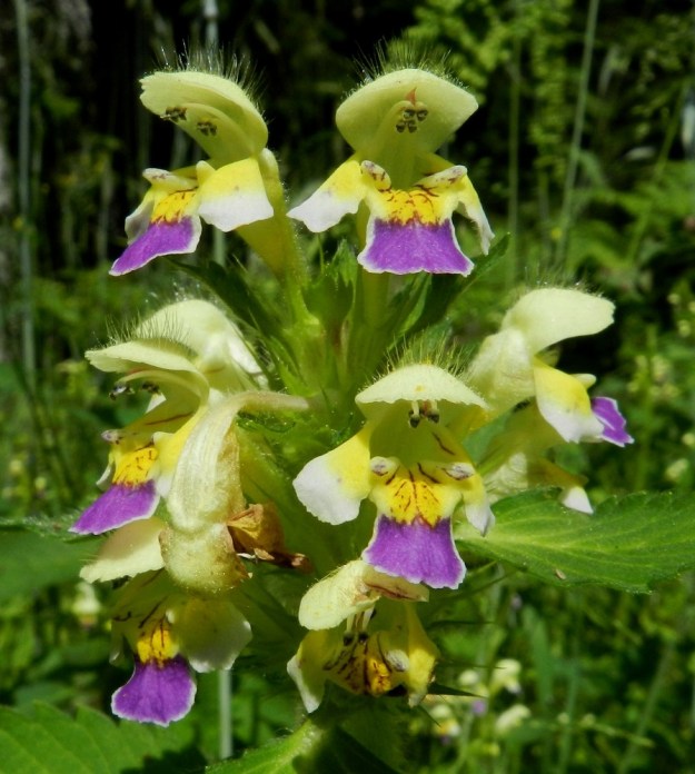 Galeopsis speciosa - kirjopillikkeen teriö on lajinimensä mukaisesti keltaisen, valkoisen ja sinipunaisen kirjava. Joskus harvoin se voi olla kokonaan keltainen, valkoinen tai punertava. Ylähuuli on kupera ja yleensä noin 7-10 mm pitkä. Alaskääntynyt alahuuli on leveähkö, päästään tylpähkö ja tavallisesti noin 7-10 mm pitkä. Alahuulen kärkiosa on sinipunainen ja tyviosa muuta teriötä tummemman keltainen sekä sinipunaviiruinen. Keskiliuskan molemmin puolin ovat noin 5-8 mm pitkät sivuliuskat, joiden kärkiosa on lähes tai aivan valkoinen ja tyviosa keltainen. EH, Hämeenlinna, Hangasmäki, Hangastöllintien varren entinen, pieni peltolaikku, 5.7.2012. Copyright Hannu Kämäräinen.