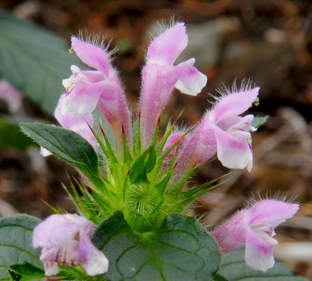 Galeopsis tetrahit - karheapillikkeen teriö on pitkätorvinen, ulkopuolelta lähes kauttaaltaan lyhytkarvainen ja nystykarvainen sekä ylähuulen päältä pitkäkarvainen. Se on noin 15-20 mm pitkä. Verhiön reuna ja liuskat ovat pitkän sukaskarvaiset ja tummanuppisen nystykarvaiset. EH, Hämeenlinna, Loimalahti, Kuokkamaa, Sammontien päästä lähtevän tieuran varressa olevan, hakatun mäntymetsikön laide, 18.9.2011. Copyright Hannu Kämäräinen.