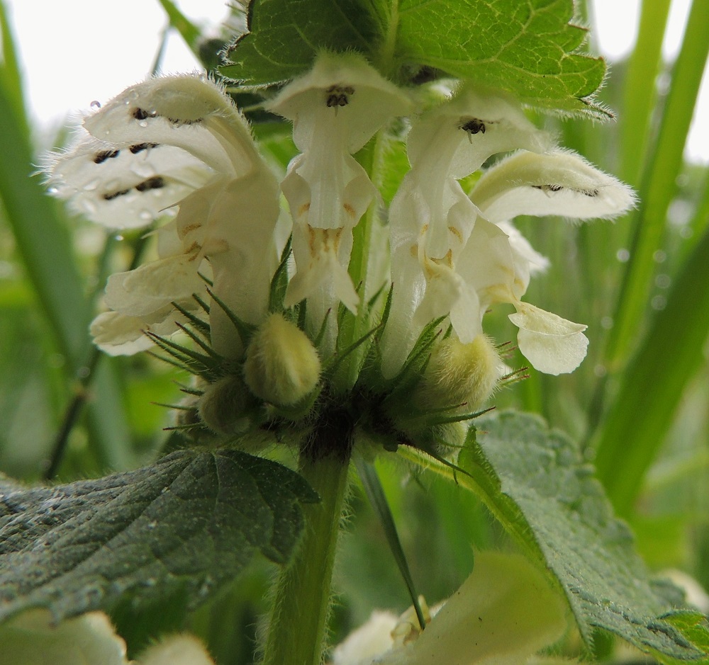 Lamium album - valkopeipin teriö on lajinimensä mukaisesti valkoinen. Se on ulkopuolelta lähes kauttaaltaan karvainen ja päästään kaksihuulinen sekä tavallisesti noin 20-25 mm pitkä. Uudet kukat kehittyvät teriön karvaisen ylähuulen suojaavan hupun alla. Varsi on nelisärmäinen ja erityisesti särmiä myöten siirottavasti valko- ja pehmeäkarvainen. Siinä on kukintoalueen nivelkohdissa lyhyt, musta värialue, joka jatkuu myös verhiöiden tyviosaan. A, Maarianhamina, Länsisataman pohjoisosa, Svibyvikenin ranta Badhusbergetin tyvellä, pieni rantaniittyalue rakennusten välissä, 1.6.2013. Copyright Hannu Kämäräinen.