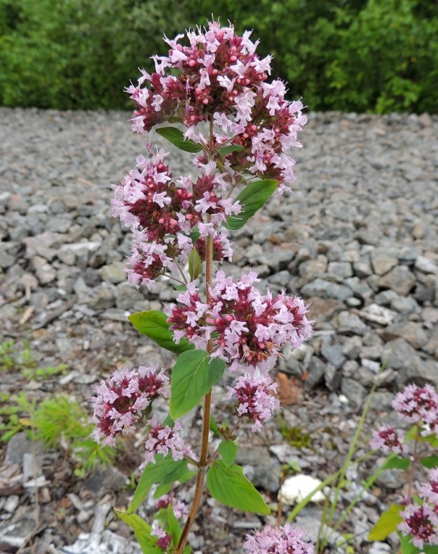 Origanum vulgare - mäkimeiramin kukkien teriöt ovat valkoiset tai vaaleanpunaiset. ES, Kouvola, Kurvi, Kuusaanlammen rannan laaja varastokenttäalue, entisen ratapohjan laide, 28.7.2015. Copyright Hannu Kämäräinen.