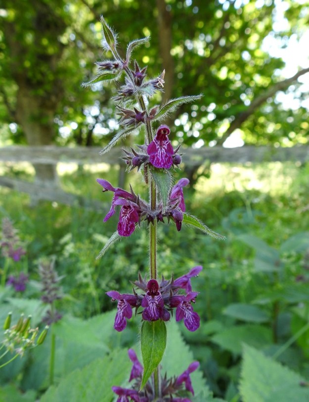 Stachys sylvatica - lehtopähkämön valekiehkuroissa on tavallisesti kuusi kukkaa. Kukkien määrä voi kuitenkin toisinaan vaihdella kahdesta kahdeksaan. A, Lemland, Järsö, Söderfjärdenin merenlahden pohjoispuoli, rantalaitumen viereinen lehtoniitty, 12.7.2017. Copyright Hannu Kämäräinen.