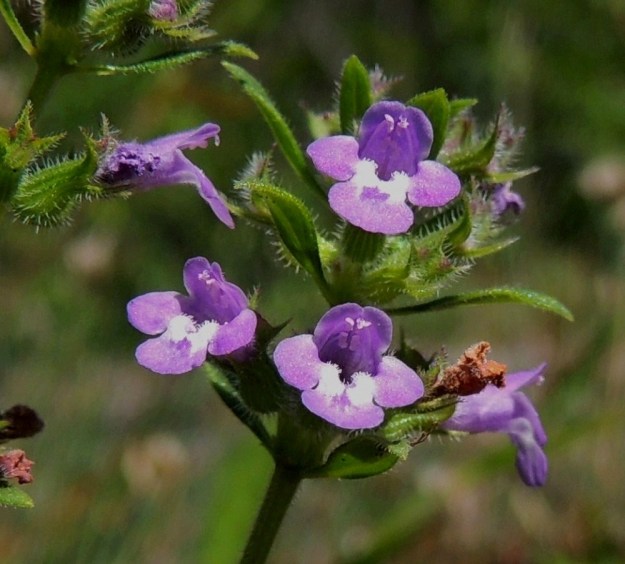 Acinos arvensis - ketokäenmintun teriön ylähuuli on litteähkö. Alahuulen sisäpinnalla, lähellä teriön nielua, on valkoista kuviointia ja pitempää, pystyä karvoitusta. Heteitä on neljä. Niistä kaksi on pitempää ja kaksi lyhyempää. Ponnenpuoliskot ovat eri suuntiin siirottavia. Emi on yksivartaloinen ja kaksiluottinen (ei erotu kuvasta). V, Salo, Särkisalo, Förby, merenrantaan päättyvän maantien pohjoispuolelta nouseva kalkkikallioalue, 11.7.2014. Copyright Hannu Kämäräinen.