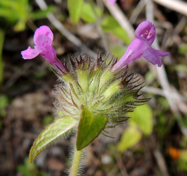 Clinopodium vulgare - lehtomäkimintun verhiöntorvi on hieman käyrä. Kukkien tyvellä ovat selvästi näkyvät esilehdet, jotka ovat äimämäisen kapeat, laidoiltaan pitkäripsiset ja noin 5-7 mm pitkät. EH, Kouvola, Kuusankoski, Voikkaa, vanha, suurimmaksi osaksi pois käytöstä oleva ratapiha-alue, 28.7.2015. Copyright Hannu Kämäräinen.
