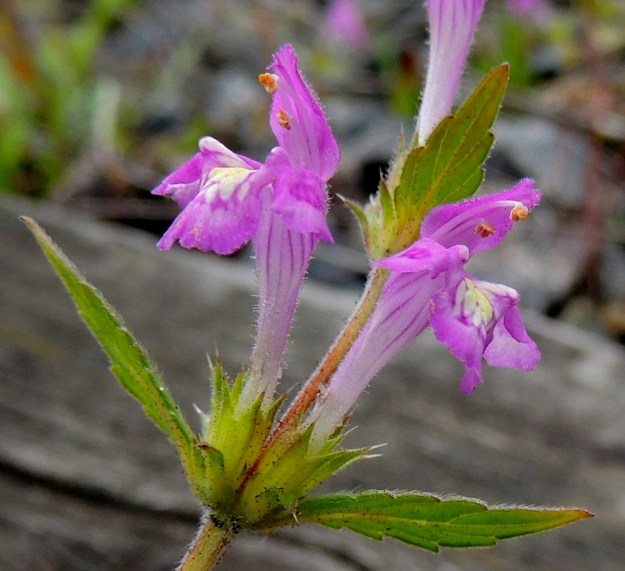 Galeopsis ladanum - pehmytpillikkeen alahuulen tyvellä, molemmin puolin nielua, ovat ulkonevat, kartiomaiset lisäkkeet, jotka ovat pillikkeiden suvun ominaispiirre. Heteitä on neljä. Niistä kaksi on pitempää ja kaksi lyhyempää. (Tosin jostain oikusta johtuen oikeanpuoleisessa kukassa on vain kaksi hedettä.) Emi on yksivartaloinen ja kaksiluottinen sekä suunnilleen heteiden kanssa samalle tasolle yltävä. 16.7.2016. Copyright Hannu Kämäräinen.