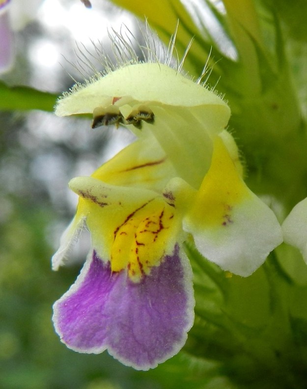 Galeopsis speciosa - kirjopillikkeen alahuulen tyvellä, molemmin puolin nielua, ovat ulkonevat, kartiomaiset lisäkkeet, jotka ovat pillikkeiden suvun ominaispiirre. Kuvassa näkyy ylähuulen pystytukkamaisen karvoituksen tyvellä lyhyttä, tiheää nystykarvoitusta. Heteitä on neljä, joista kaksi on pitempää ja kaksi lyhyempää. Emi on yksivartaloinen ja kaksiluottinen. Kuvassa emi jää ylähuulen alle niin, että reunalta kurkistaa vain hieman toisen luotin punertava kärki. EH, Hämeenlinna, Loimalahti, Hirsimäki, Metsälammentieltä lähtevän kävelytien ja omakotialueen välinen metsäkaista, kävelytien laitaruohikko, 16.7.2012. Copyright Hannu Kämäräinen.