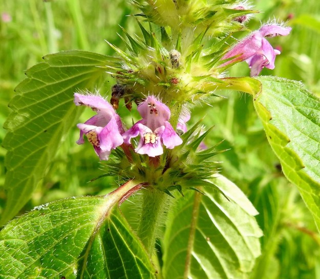 Galeopsis tetrahit - karheapillikkeen teriön ylähuuli on kupera ja yleensä noin 4-7 mm pitkä. Alaskääntyneen alahuulen keskiliuska on päästään tylppä tai pyöreähkö ja tavallisesti noin 4-5 mm pitkä. Sen molemmin puolin ovat noin 3-4 mm pitkät sivuliuskat. ES, Imatra, Vuoksenniska, Kaukopää, Ruokolahdentien varressa olevan Kolmen Ristin kirkon kohdalla oleva entinen puuvarastoalue, 1.8.2017. Copyright Hannu Kämäräinen.
