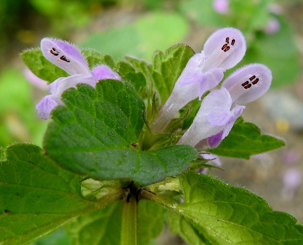 Lamium purpureum - punapeipillä on neljä hedettä, joista kaksi on pitempää ja kaksi lyhyempää. Ponnenpuoliskot ovat eri suuntiin siirottavia ja karvaisia. Emi on yksivartaloinen ja kaksiluottinen sekä heteiden kanssa samalle tasolle yltävä. EH, Hämeenlinna, Loimalahti, Kuokkamaa, entisen Sammon kaatopaikan täyttökumpu, jonne ajettu uusia maakasoja, 22.7.2019. Copyright Hannu Kämäräinen.