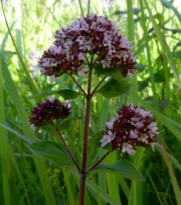 Origanum vulgare - mäkimeiramin latvan kukintohaarojen kerrannaiskukinnot sulautuvat usein yhtenäiseksi, kaarevaksi kukintoryhmäksi. V, Kemiönsaari, Örö, Södernäbbenin patterikallioniemi, 14.7.2012. Copyright Hannu Kämäräinen.
