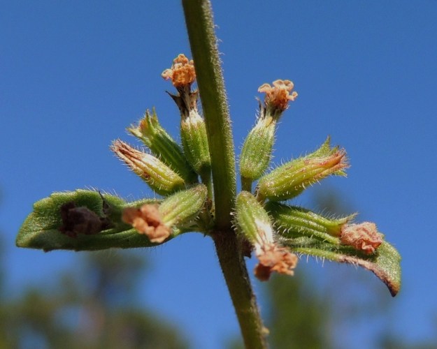 Acinos arvensis - ketokäenmintun kukkien tyvellä olevat esilehdet ovat kapeat ja vain noin 0,5-1 mm pitkät. Kukkaperä on noin 2-3 mm pitkä. Verhiön sisään kehittyvä hedelmä on nelilohkoinen ja noin 2 mm leveä. V, Salo, Särkisalo, Förby, merenrantaan päättyvän maantien pohjoispuolelta nouseva kalkkikallioalue, 11.7.2014. Copyright Hannu Kämäräinen.