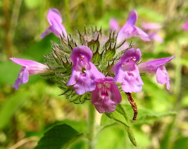 Clinopodium vulgare - lehtomäkimintun teriö on torviosaa lukuun ottamatta lyhytkarvainen. Sen ylähuuli on hiukan kupera, lovipäinen ja yleensä noin 2,5-4 mm pitkä. Alahuuli on kärkeä kohti levenevä, päästään tylpähkö, usein lovipäinen ja tavallisesti noin 3-4 mm pitkä. Siinä ovat molemmin puolin pienet, pyöreäpäiset ja noin 2 mm pitkät sivuliuskat. V, Lohja, Jantoniemi, Jantoniementieltä nouseva, jyrkkä, kallioinen metsärinne. 7.7.2022. Copyright Hannu Kämäräinen.