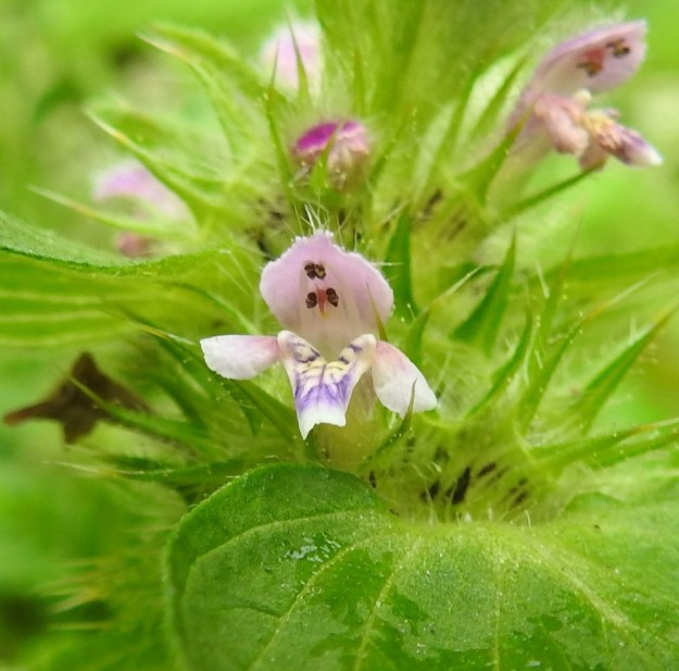 Galeopsis bifida - peltopillikkeen teriön ylähuuli on kupera ja yleensä noin 3-4 mm pitkä. Alaskääntyneen alahuulen keskiliuskassa on sinipunaista viirutusta ja toisinaan haaleankeltainen värialue. Alahuulen tyvellä, molemmin puolin nielua, ovat ulkonevat, kartiomaiset lisäkkeet, jotka ovat pillikkeiden suvun ominaispiirre. Alahuulen keskiosan molemmin puolin ovat noin 1,5-2 mm pitkät sivuliuskat. Torven yläosaan kiinnittyneitä heteitä on neljä. Niistä kaksi on pitempää ja kaksi lyhyempää. Emi on yksivartaloinen ja kaksiluottinen sekä suunnilleen heteiden kanssa samalle tasolle yltävä. Ks, Kuusamo, Juuma, Juumantien varsi lähellä tien päätepistettä, vesiojan laide, 10.8.2022. Copyright Hannu Kämäräinen.