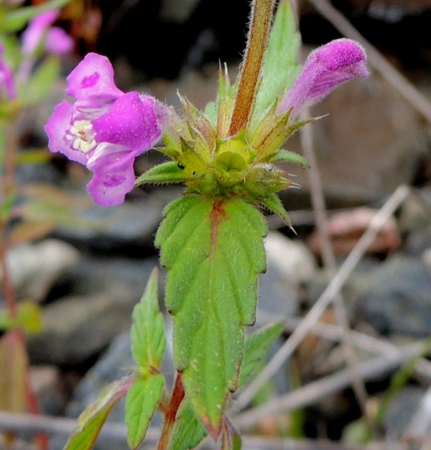 Galeopsis ladanum - pehmytpillikkeen ulompien kukkien tyvellä olevat esilehdet ovat lähinnä suikeahkot tai kapean kolmiomaiset, otapäiset ja useimmiten noin 5-10 mm pitkät. Verhiön sisään kehittyvä hedelmä on ristikkäisesti nelilohkoinen ja noin 3 mm leveä. 16.7.2016. Copyright Hannu Kämäräinen.
