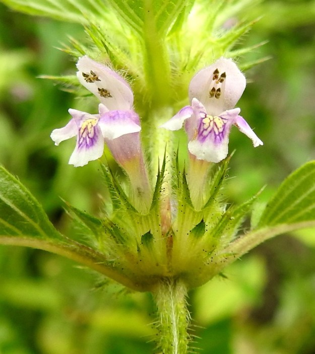 Galeopsis tetrahit - karheapillikkeen alahuulen keskiliuska on litteähkö, lähes suorasivuinen ja vain noin 1,1-1,2 kertaa leveyttään pitempi. Sen tyviosassa on kaksi rinnakkaista, soikeahkoa ja keltaista täplää, joiden ympärillä on tummemman punaista tai sinipunaista viirutusta. Alahuulen tyvellä, molemmin puolin nielua, ovat ulkonevat, kartiomaiset lisäkkeet, jotka ovat pillikkeiden suvun ominaispiirre. Heteitä on neljä. Niistä kaksi on pitempää ja kaksi lyhyempää. Ponnenpuoliskot ovat eri suuntiin siirottavia. Emi on yksivartaloinen ja kaksiluottinen. Kuvassa se erottuu juuri ja juuri oikeanpuoleisen kukan pitempien heteiden välissä. EH, Hämeenlinna, Loimalahti, Sampo, kaurapellon laitaa kulkevan tieuran varsi, 22.7.2019. Copyright Hannu Kämäräinen.