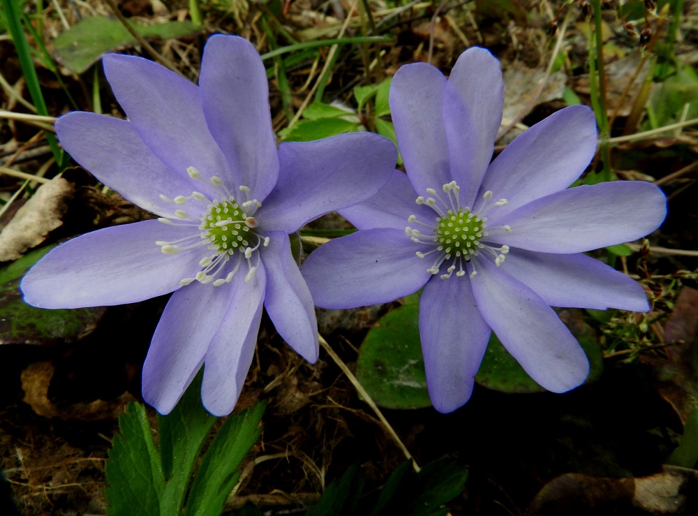 Hepatica nobilis - (lehto)sinivuokon kehälehtiä on tavallisesti kuudesta kahdeksaan, mutta lukumäärä voi joskus nousta jopa kahteentoista. Niiden muoto vaihtelee soikeasta vastapuikeaan. Ne ovat yleensä noin 7-16 mm pitkät ja leveimmältä kohtaa noin 4-8 mm leveät. Emilehtien määrä vaihtelee suuresti noin välillä 10-40. Ne ovat noin 2-3 mm pitkät, ja niiden kärjessä oleva vartalo luotteineen on hyvin lyhyt. EH, Hämeenlinna, Sairio, Ruutikellarintien laitametsä, 6.5.2012. Copyright Hannu Kämäräinen.