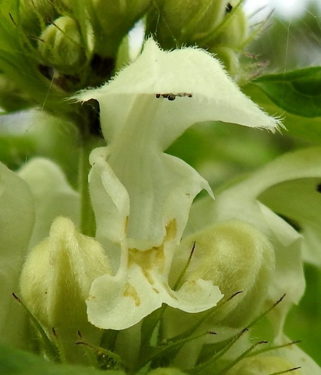 Lamium album - valkopeipin teriön ylähuuli on kupera, ulkopinnaltaan muuta teriötä pitkäkarvaisempi ja yleensä noin 10-12 mm pitkä. Alaskääntynyt alahuuli on kärjestään kahteen liuskaan haarautunut ja tavallisesti noin 5-7 mm pitkä. Alahuulessa on vaihtelevasti kellanruskeita tai vihertäviä viiruja ja väriläiskiä. Alahuulen yläpuolella molemmin puolin ovat hyvin pienet ja suipon hammasmaiset sivuliuskat, joita on puolellaan yhdestä kolmeen. Valkopeipillä on lukuisia kansanomaisia nimiä. Teriön malli huulineen, piikkimäisine sivuliuskoineen ja kookkaine nieluineen on antanut aihetta satakuntalaiseen nimeen, sianleuka. EH, Hattula, Metsänkylä, Vanajaveden Metsänkylänlahden kynäjalavalehdon ja peltoalueen välinen niittykaista, 1.6.2019. Copyright Hannu Kämäräinen.
