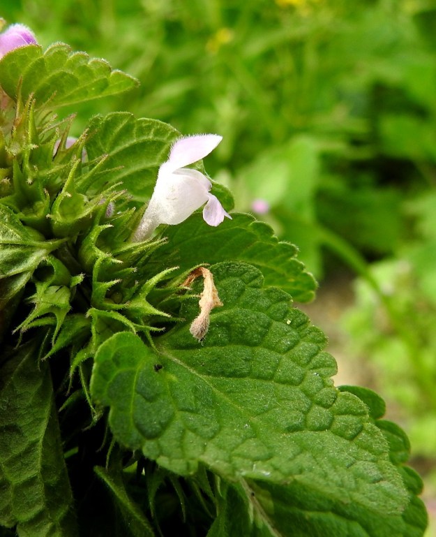 Lamium purpureum - punapeipin verhiö on kellomainen, karvainen ja lähes säteittäisesti viisiliuskainen sekä tavallisesti noin 6-9 mm pitkä. Liuskat ovat kapean kolmiomaiset ja kapenevat pitkäksi, neulamaisen kapeaksi kärjeksi. Niiden osuus verhiön pituudesta on useimmiten noin 3-5 mm. Verhiön sisään kehittyvä hedelmä on ristikkäisesti nelilohkoinen ja noin 2-2,5 mm leveä. EH, Hämeenlinna, Loimalahti, Kuokkamaa, entisen Sammon kaatopaikan täyttökumpu, jonne ajettu uusia maakasoja, 22.7.2019. Copyright Hannu Kämäräinen.