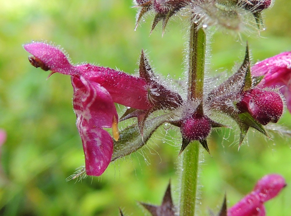 Stachys sylvatica - lehtopähkämön teriö on punainen tai sinipunainen ja tavallisesti noin 13-18 mm pitkä. Se on karvainen ja nystykarvainen. Verhiö on lähes säteittäisesti viisiliuskainen ja tavallisesti noin 6-9 mm pitkä. Se on vihreä tai punaruskea ja karvainen sekä nystykarvainen. Kärkiliuskat ovat kapean kolmiomaiset, otakärkiset ja uloskaartuvat sekä noin 3-5 mm pitkät. V, Salo, Suomusjärvi, Lemula, Lemulanrinteen metsäalue, 31.7.2015. Copyright Hannu Kämäräinen.