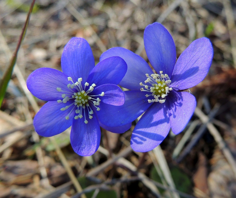 Hepatica nobilis - (lehto)sinivuokon kukat ovat suomalaisen nimensä mukaisesti usein siniset, mutta värisävyt ja väritkin voivat aika usein vaihdella. Rakenteellisesti kukasta puuttuvat kokonaan terälehdet, mutta kehälehdet kyllä toimittavat niiden virkaa täydellisesti. EH, Hämeenlinna, Loimalahti, Hirsimäki, Näsiäntien ja Louhoksentien välinen metsäalue, 1.5.2013. Copyright Hannu Kämäräinen.