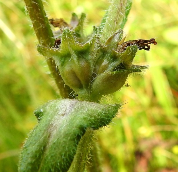 Campanula cervicaria - hirvenkellon kukkapohjuksesta paisuva kota on kolmilokeroinen, lähinnä pitkänpyöreä tai pyöristyneen vastakartiomainen, vahvasuoninen ja suonia myöten karvainen. Se on tavallisesti noin 5-8 mm pitkä. Kota aukeaa puhkeavien reikien kautta tyviosastaan. Verhiönliuskat säilyvät kodan päässä loppuun saakka. 12.8.2022. Copyright Hannu Kämäräinen.