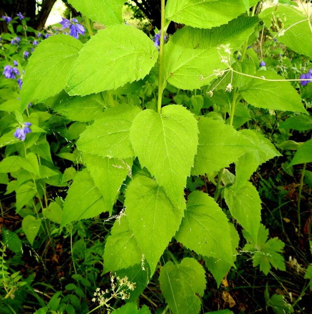 Campanula latifolia - ukonkellon lehdet ovat yleensä vaaleanvihreät ja varrella kierteisesti. Lehtilapa on herttamainen tai puikea ja latvapuolella myös puikean suikea. Kärki on suippo ja terävä. Tyvi on herttamainen, pyöreähkö tai ylempänä kiilamainen. Pituutta lavalla on tavallisesti noin 5-15 cm ja leveyttä leveimmältä kohtaa noin 3-8 cm. A, Lemland, Nåtö, pähkinäpensainen lehtoniitty biologisen aseman kohdalla, luonnonsuojelualue, 11.7.2022. Copyright Hannu Kämäräinen.