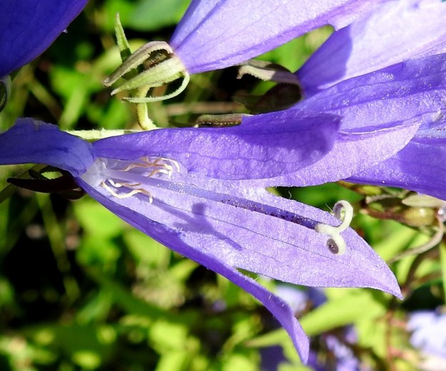 Campanula rapunculoides - vuohenkellon kukassa on viisi hedettä. Ne ovat lähes rihmamaiset ja useimmiten noin 10-13 mm pitkät. Ponsi on keltainen tai kellanruskea. Emin vartalo on kolmiluottinen. Vartalo on sinipunainen, tanakka ja yläosastaan hyvin lyhytkarvainen sekä nystermäinen. Luotit ovat keltaiset ja alaspäin kaartuvat. Vartalo luotteineen on noin 15-25 mm pitkä ja siirottavaliuskaista teriötä hieman lyhyempi tai enintään sen mittainen. EH, Hämeenlinna, Kankaantausta, Turuntien ja Taimistontien kulmaus, ruohikko- ja pensaikkoalue, 20.7.2022. Copyright Hannu Kämäräinen.