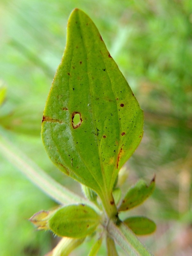 Dracocephalum thymiflorum - ketoampiaisyrtin ylemmät varsilehdet ja tukilehdet ovat pääsuoniltaan silposuoniset. Lehdet ovat ylimpiä tukilehtiä lukuun ottamatta alapinnaltaan hyvin vähäkarvaiset tai kaljut. 8.7.2015. Copyright Hannu Kämäräinen.