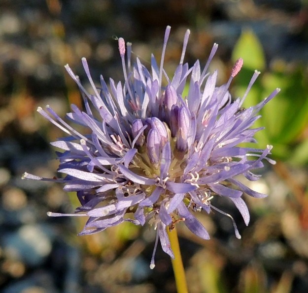 Jasione montana - vuorimunkin teriön nuppuvaiheessa liuskat ovat putkimaisesti yhdessä ja teriön avautuessa ne erkanevat toisistaan tyveltä alkaen kärkeä kohti. Avoimimmillaan liuskat siirottavat säteittäisesti sivulle yläviistoon. Kukkaperä on noin 2-5 mm pitkä. Emi on yksivartaloinen ja kaksiluottinen. Vartalo on teriön värinen, yläpäästään nuijamainen ja yleensä noin 8-12 mm pitkä. Se yltää korkealle teriönliuskojen yläpuolelle. Luotit ovat hyvin pienet, vaaleat ja malliltaan nystermäiset. Aika usein osaa vartaloista ja luoteista vaivaa sieni-infektio, joka värjää vartalon kärjen vaaleanpunaiseksi ja paisuttaa sen vieläkin nuijamaisemmaksi. EH, Kouvola, Kuusankoski, Voikkaa, vanha, suurimmaksi osaksi pois käytöstä oleva ratapiha-alue, 27.7.2016. Copyright Hannu Kämäräinen.