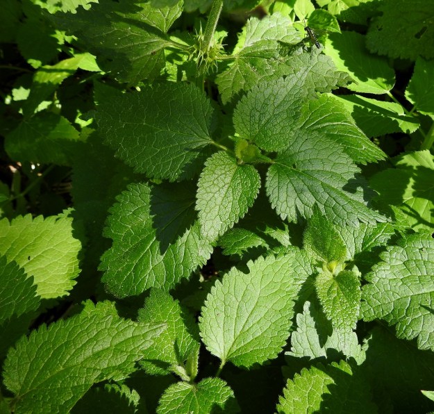 Lamium maculatum - täpläpeipin lehdet ovat ruodilliset ja varrella vastakkain sekä ristikkäisesti allekkain. Lehtien muoto, koko ja laitojen hammastus vaihtelevat suuresti eri kasvustoissa. Lehtilapa on puikea tai kolmiomainen, herttatyvinen tai ylempänä lähes suora- tai leveän kiilatyvinen. Eri kasvustoissa laitahampaiden koko ja muoto vaihtelevat pieni-, matala- ja pyöreähampaisesta iso-, pitkä- ja terävähampaiseen. Lajinimestään huolimatta lehdet voivat olla kuvan tavoin myös tasaisen vihreät. Lehtilapa on tavallisesti noin 1-7 cm pitkä ja leveimmältä kohtaa noin 1-5 cm leveä. EH, Kouvola, Kuusankoski, Ahlmanintien varressa oleva Saksanahon entinen, peitetty teollisuuskaatopaikka, metsittynyt laitaosa, 9.6.2018. Copyright Hannu Kämäräinen.
