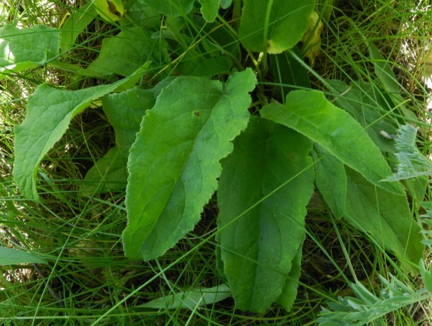 Campanula glomerata - peurankellon aluslehdet ovat pitkäruotiset ja puikeat tai pitkulaisen puikeat sekä yleensä hertta- tai tylpähkötyviset ja suippokärkiset. Lapa on tavallisesti noin 5-12 cm pitkä ja leveimmältä kohtaa noin 2-4 cm leveä. Aluslehdet ovat kukintavaiheessa usein jo lakastuneet. EH, Hämeenlinna, Vuorentaka, Marssitien laita Vuorentaan koulun kohdalla, 29.6.2011. Copyright Hannu Kämäräinen.