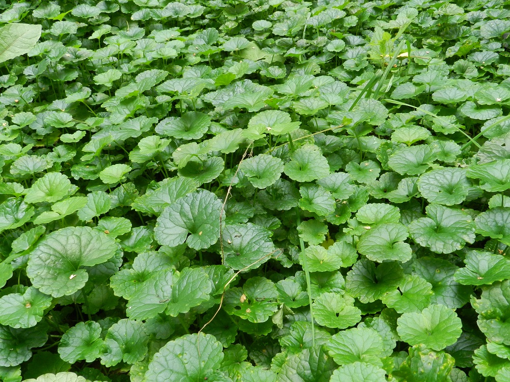Glechoma hederacea - (rohto)maahumalan koko kasvusto voi varjoisemmissa paikoissa olla varsien ja rönsyjen muodostamaa, yhtenäistä ja kukkimatonta lehtimattoa, joka ei anna kilpailijoille juurikaan kasvutilaa. Laakavarsien lehdet ovat tavallisesti pyöreähkön munuaismaisia ja laidoiltaan matalan isonyhäisiä. EH, Hämeenlinna, Keinusaari, Varikonniemen tyvi, Vanajaveden rannan ulkoilureitin laide, 14.8.2011. Copyright Hannu Kämäräinen.