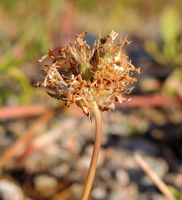 Jasione montana - vuorimunkin sikiäin alkaa kasvaa ja kehittyä kodaksi heti teriön lakastuttua, jos hyönteispölytys on onnistunut. EH, Kouvola, Kuusankoski, Voikkaa, vanha, suurimmaksi osaksi pois käytöstä oleva ratapiha-alue, 27.7.2016. Copyright Hannu Kämäräinen.