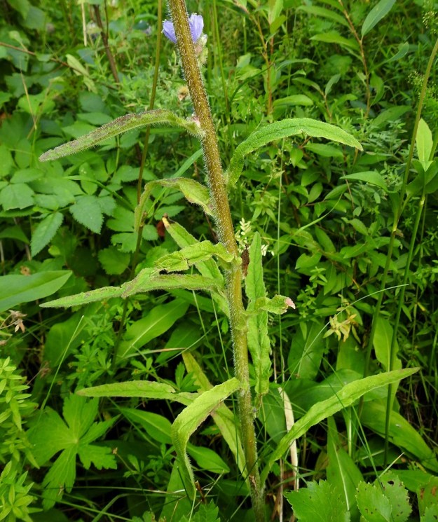 Campanula cervicaria - hirvenkellon varsilehdet ovat kierteisesti. Alaosassa ne ovat ruodilliset ja ylempänä ruodittomat. Varsilehtien lapa on tavallisesti tasasoukan suikea tai kapean vastapuikea ja yleensä noin 5-15 cm pitkä sekä noin 0,5-1,5 cm leveä. 12.8.2022. Copyright Hannu Kämäräinen.