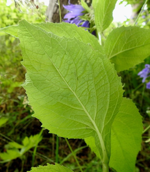 Campanula latifolia - ukonkellon lehtilavan laita on lähes kertaalleen tai matalasti toistamiseen hampainen. Hammastus on epätasainen ja sen muoto vaihtelee terävästä tylpän pyöreähköön. Lehdet ovat molemmin puolin lyhyt- ja pehmeäkarvaiset. Ylemmissä lyhytruotisissa lehdissä lapa vaihtuu leveiksi ja tyveä kohti kapeneviksi ruodin siipipalteiksi. A, Lemland, Nåtö, pähkinäpensainen lehtoniitty biologisen aseman kohdalla, luonnonsuojelualue, 11.7.2022. Copyright Hannu Kämäräinen.