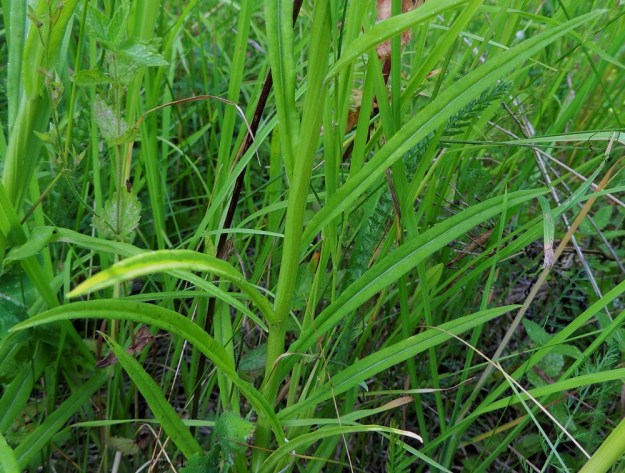 Campanula persicifolia - kurjenkellon varsilehdet ovat kierteisesti. Ruodittomien lehtien lapa on pitkän- ja kapeansuikea tai lähes tasasoukka ja yleensä noin 3-15 cm pitkä ja noin 0,2-1 cm leveä. Kaikki lehdet ovat hyvin matalasti nyhälaitaiset tai melkein ehytreunaiset ja kaljut. St, Pori, Reposaari, eteläpää, Lontoo, niitty- ja ketoalue, joka on alunperin pääosin vanhaa purjelaivojen painolastimaata, 14.7.2014. Copyright Hannu Kämäräinen.