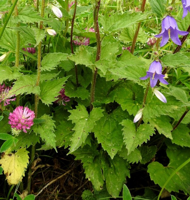 Campanula trachelium - varsankellon varsilehdet ovat kierteisesti. Alimmat niistä ovat pitkäruotiset. Ruoti lyhenee vartta ylöspäin asteittain, kunnes lehdistä tulee kokonaan ruodittomia. Lehtilapa on herttamainen, puikea tai kapeanpuikea ja useimmiten pitkäsuippuisen teräväkärkinen. Kaikki lehdet ovat epäsäännöllisesti toistamiseen sahalaitaiset. Hampaat ovat kookkaat ja lavan tyviosassa usein lähes liuskamaiset. A, Vårdö, Lövö, Simskälaan vievän tien laitaniitty Lövösundet-merenlahden kohdalla, 13.7.2017. Copyright Hannu Kämäräinen.