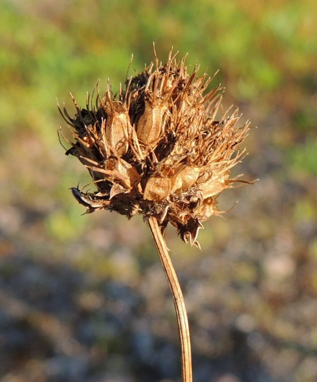 Jasione montana - vuorimunkin kota on lähinnä pitkänpyöreä, vahvasuoninen ja kypsänä kellanruskea sekä tavallisesti noin 2,5-3 mm pitkä ja noin 1,5-2 mm leveä. Verhiönliuskat säilyvät kodan päässä loppuun saakka. Siemeniä kehittyy runsaasti. Kota aukeaa kärjestään kaksiliuskaisesti. Voisi kuvitella, että se on leviämisen kannalta huono ratkaisu. Tilanne on kuitenkin päinvastoin. Avoimilla kasvupaikoilla syys- ja talvituulet heiluttavat pallopäistä vartta voimakkaasti, jolloin siemenet sinkoavat kauemmaksi kuin jos ne valuisivat sivusaumoista isäntäkasvin juurelle. Varsi on teräväsärmäinen, kuten sen voi huomata vielä talven yli selvinneestä kukkavarrestakin. EH, Kouvola, Kuusankoski, Voikkaa, vanha, suurimmaksi osaksi pois käytöstä oleva ratapiha-alue, 27.7.2016. Copyright Hannu Kämäräinen.