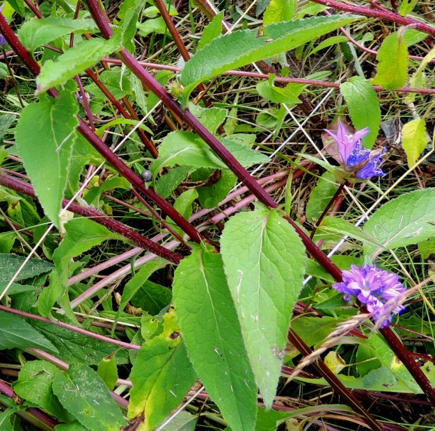 Campanula glomerata - peurankellon varsi on särmikäs tai alempana liereä ja vihreä, punaruskea tai sinipunainen. Se on vaihtelevasti pehmeähkökarvainen tai kaljuhko. Kuten kuva osoittaa, karvaisuus voi vaihdella samassakin kasvustossa. Varsilehtien lapa on tavallisesti puikea, kapeanpuikea tai suikeahko ja noin 3-12 cm pitkä sekä noin 0,8-3,5 cm leveä. Kaikki lehdet ovat reunoiltaan tiheästi pienihampaiset tai epäsäännöllisemmin nyhä- ja hammaslaitaiset. Ne ovat vihreät tai tummanvihreät ja molemmin puolin karvaiset. EH, Hämeenlinna, Renko, keskusta, Renkajoen siltapenkereen sivu, 22.7.2014. Copyright Hannu Kämäräinen.