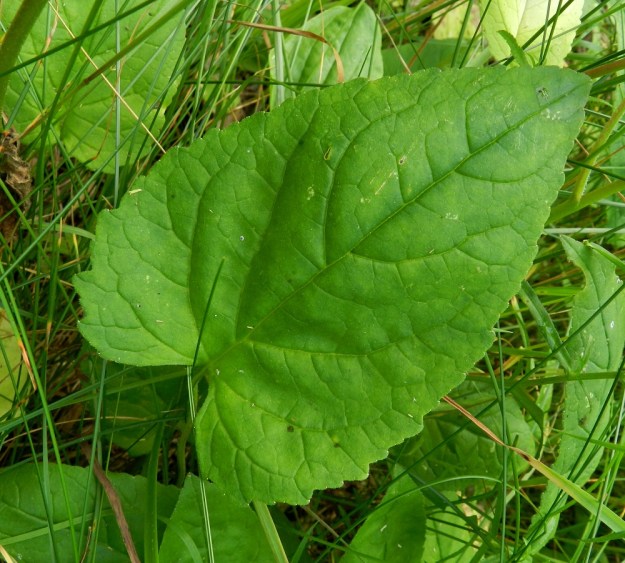 Campanula rapunculoides - vuohenkellon aluslehdet ovat pitkäruotiset ja herttamaiset. Tyvilovi on kapeahko ja kärki suippo mutta tylpähkö. Lapa on tavallisesti noin 3-9 cm pitkä ja leveimmältä kohtaa noin 2-6 cm leveä. Ruoti on yleensä noin 7-15 cm pitkä. PK, Kitee, Papinniemi, ukonhattulehto, lehdon läpi kulkevan metsätien laitaruohikko, 11.7.2011. Copyright Hannu Kämäräinen.