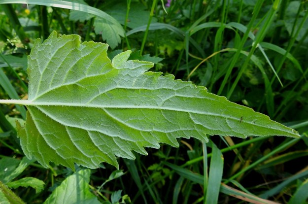 Campanula trachelium - varsankellon lehdet ovat molemmin puolin karheakarvaiset. Alapinnalla karvoitus on runsainta suonissa. A, Lemland, Järsö, ulkoilualue, Söderfjärdenin pitkän merenlahden pään rantalaitumen laitaniitty. 12.7.2017. Copyright Hannu Kämäräinen.
