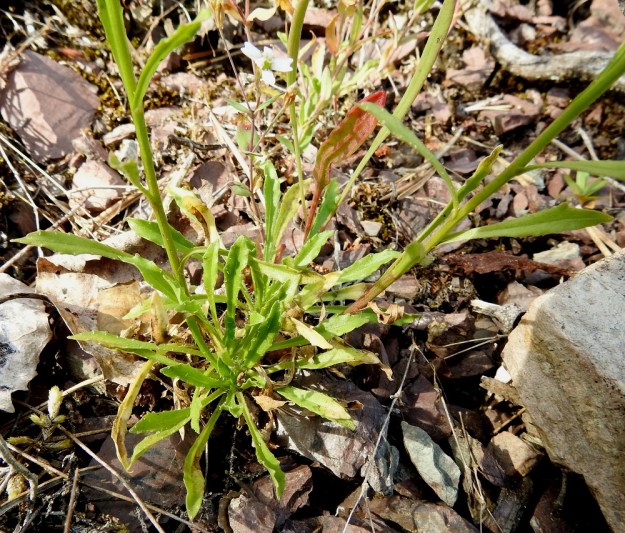 Jasione montana - vuorimunkin ruusukelehdet ja varren tyvellä sekä aivan alaosassa olevat lehdet ovat ruodilliset ja yleensä kapean vastapuikeat. Ne kapenevat tyveltään tasaisesti ja ilman selvää rajaa noin 5-15 mm pitkäksi ruodiksi. Lehtilapa on tavallisesti noin 10-30 mm pitkä ja leveimmältä kohtaa noin 2-5 mm leveä. Alimpien ruodillisten varsilehtien yläpuoliset lehdet ovat ruodittomat, suikeat tai lähes tasasoukat ja tavallisesti noin 5-40 mm pitkät sekä leveimmältä kohtaa noin 1-5 mm leveät. Kuvassa varsien tyvellä seuralaisena kalliokohokki, Atocion rupestre. V, Lohja, Nummi-Pusula, Arimaa, Haukkamäki, luonnonsuojelualue, 27.7.2017. Copyright Hannu Kämäräinen.