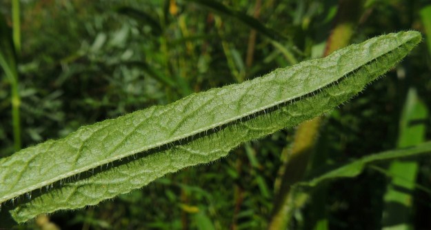 Campanula cervicaria - hirvenkellon lehdet ovat epäsäännöllisen nyhälaitaiset. Keskisuoni on selvästi havaittava ja alapinnalla koholla. Alapuolen karvoitus on runsainta suonissa ja lehden reunoissa. 12.8.2022. Copyright Hannu Kämäräinen.
