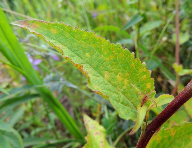 Campanula rapunculoides - vuohenkellon lehdet ovat epätasaisesti matala- ja tylppähampaiset. Ne ovat molemmin puolin hyvin lyhytkarvaiset. U, Kouvola, Elimäki, Takamaa, Takamaantien laita Perämaan tilan viereisen peltoaukean kohdalla, 13.7.2016. Copyright Hannu Kämäräinen.