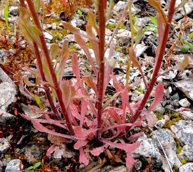 Jasione montana - vuorimunkin lehdet ovat ehytlaitaiset tai harvakseen matalahampaiset ja aaltoreunaiset sekä vihreät tai kuvan tavoin toisinaan punasävyiset. Ne ovat kaljut tai vaihtelevasti karvaiset. Yleisintä karvoitus on alimmissa lehdissä ja lehtiruodeissa. Myös varret ovat aika usein tyviosastaan lyhytkarvaiset. EH, Kouvola, Kuusankoski, Voikkaa, vanha, suurimmaksi osaksi pois käytöstä oleva ratapiha-alue, 7.7.2015. Copyright Hannu Kämäräinen.